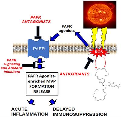 New Insights Into the Pathologic Roles of the Platelet-Activating Factor System